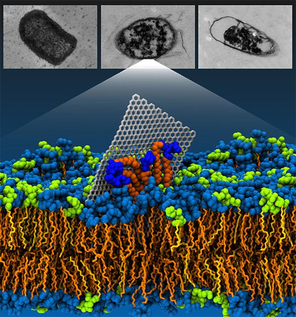 圖為計算機模擬結合電子顯微技術呈現的石墨烯破壞細菌細胞膜的過程